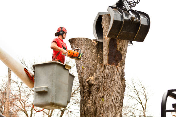 How Our Tree Care Process Works  in  Vergennes, VT